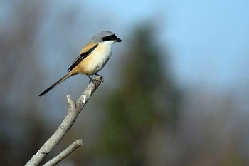 タカサゴモズ 場所が不明 2021年1月21日(木)