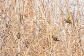 Grey-capped Greenfinch 酒匂川 Sun, 1/24/2021