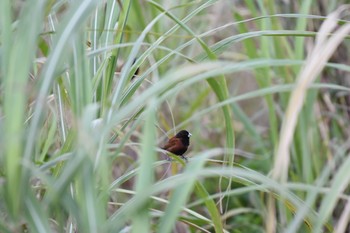 Chestnut Munia 糸満 Sun, 1/17/2021