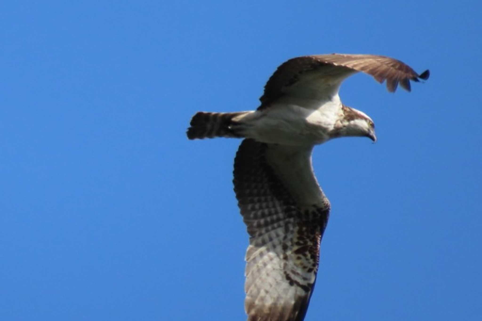 Photo of Osprey at 岡山旭川 by タケ