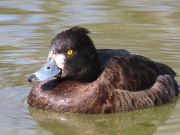 Tufted Duck 岡山市烏城公園 Mon, 1/25/2021