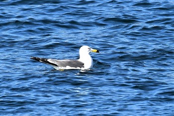 Black-tailed Gull 伊豆諸島北部 Mon, 1/25/2021