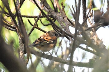 Mon, 1/25/2021 Birding report at 伊豆諸島北部