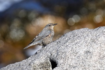 Blue Rock Thrush 伊豆諸島北部 Mon, 1/25/2021