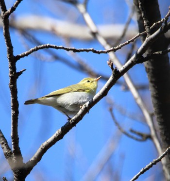 Wood Warbler 権現堂公園 Fri, 11/4/2016