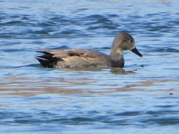 2021年1月25日(月) 相模川の野鳥観察記録