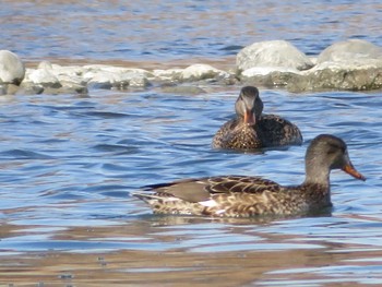 Gadwall 相模川 Mon, 1/25/2021