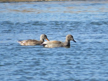 Gadwall 相模川 Mon, 1/25/2021