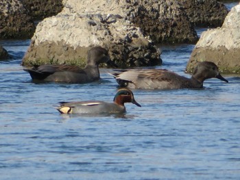 Eurasian Teal 相模川 Mon, 1/25/2021