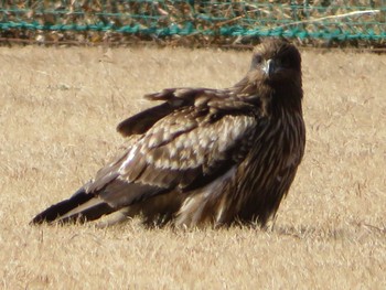 Black Kite 相模川 Mon, 1/25/2021