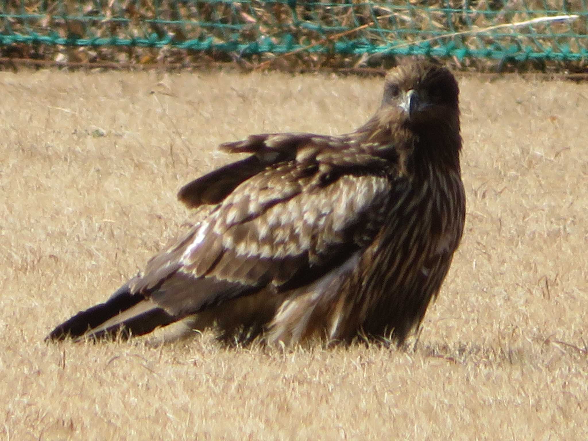 Photo of Black Kite at 相模川 by もー