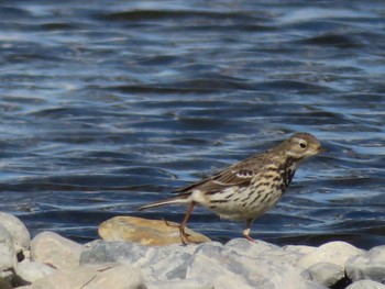 Water Pipit 相模川 Mon, 1/25/2021