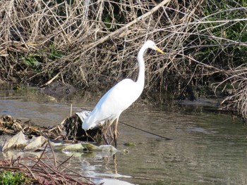 Great Egret 相模川 Mon, 1/25/2021