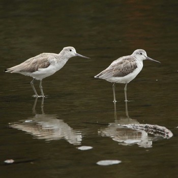 Dunlin Unknown Spots Wed, 11/2/2016