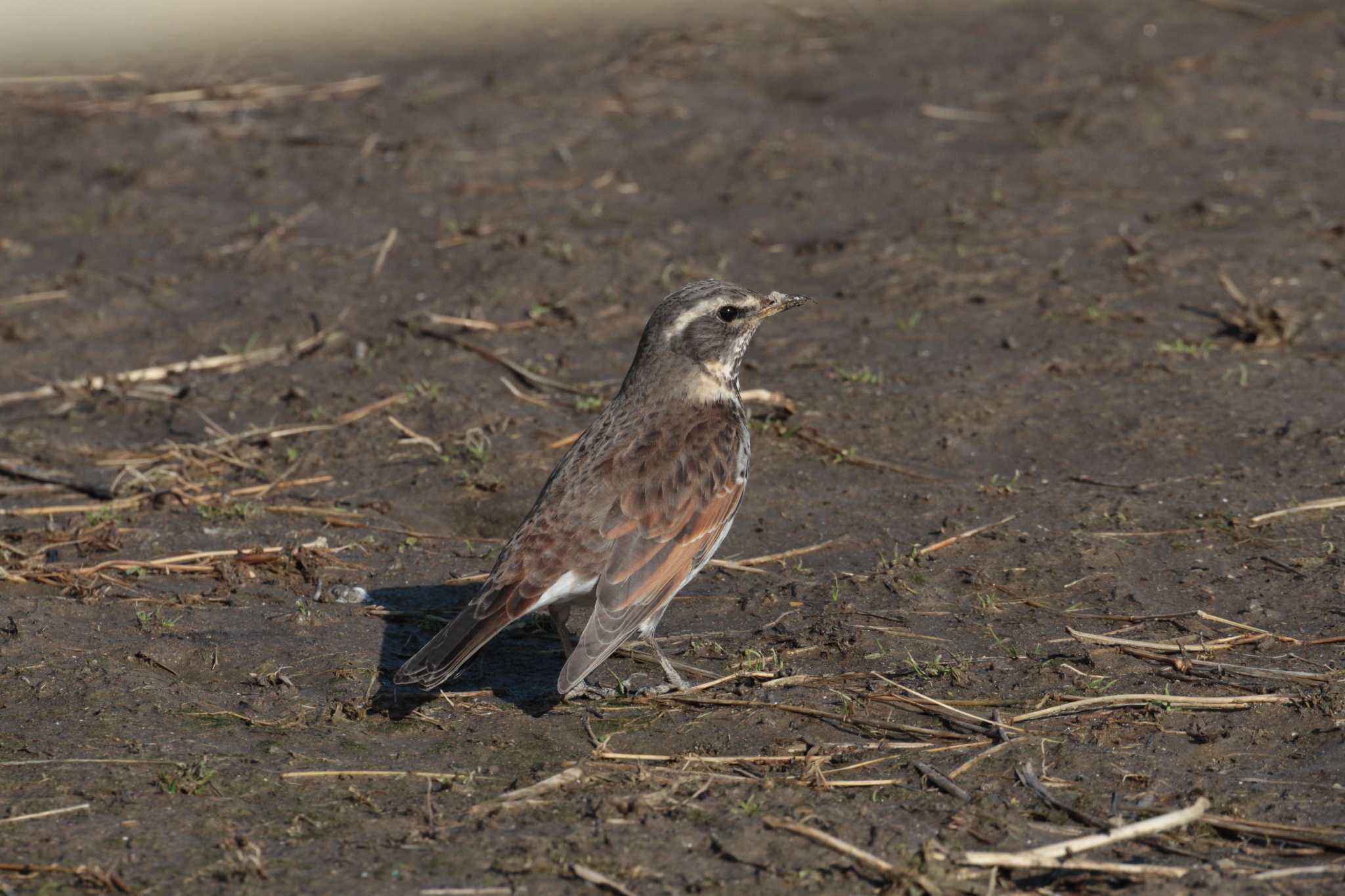 Photo of Dusky Thrush at 印旛　白鳥の郷 by Simo