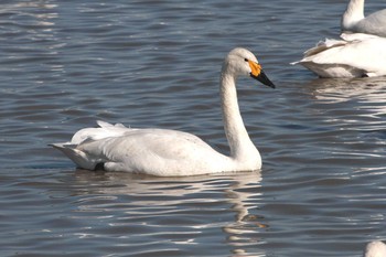 Mon, 1/25/2021 Birding report at 印旛　白鳥の郷