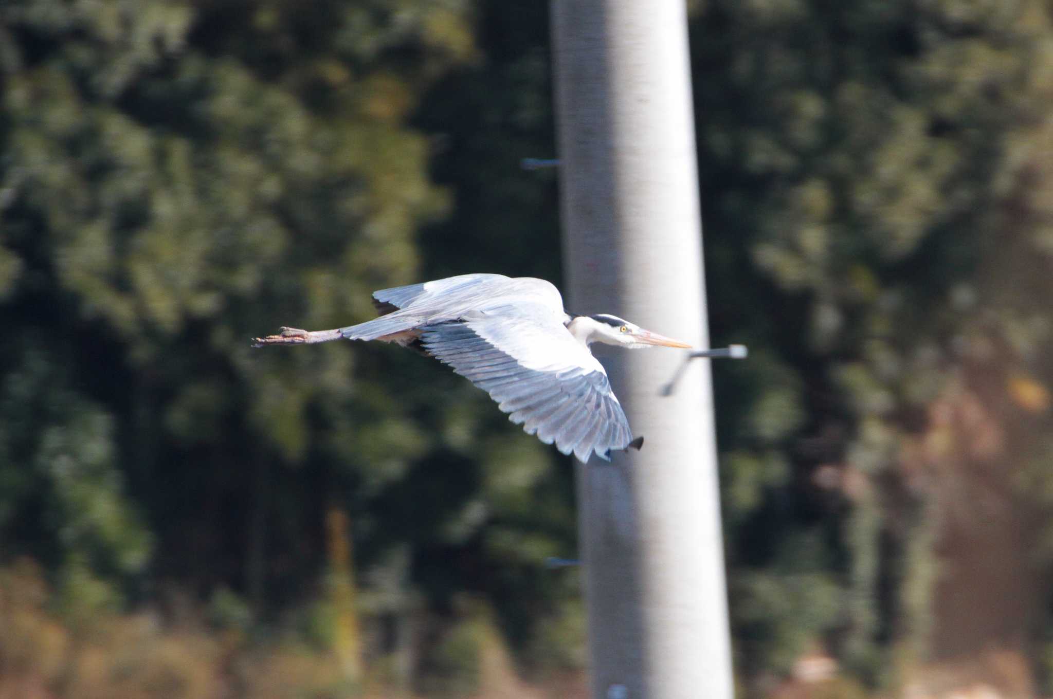 Photo of Grey Heron at 茨城県　西谷田川上流 by Simo
