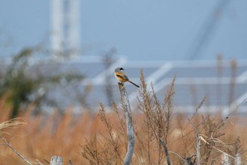 タカサゴモズ 大阪府 2021年1月17日(日)