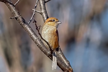 Bull-headed Shrike Komiya Park Sun, 2/9/2020