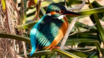 Common Kingfisher 恩田川 Wed, 1/15/2020