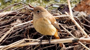 Daurian Redstart 恩田川 Wed, 1/15/2020