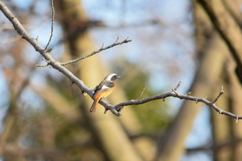 Daurian Redstart Akigase Park Mon, 1/25/2021