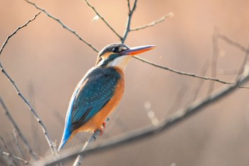 Common Kingfisher Akigase Park Mon, 1/25/2021