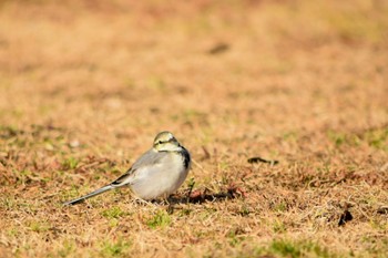 White Wagtail Akigase Park Mon, 1/25/2021