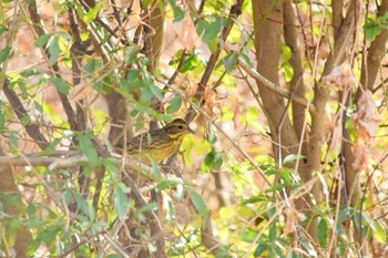 Masked Bunting Akigase Park Mon, 1/25/2021