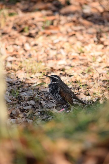 Dusky Thrush Akigase Park Mon, 1/25/2021