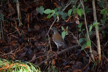 Pale Thrush Akigase Park Mon, 1/25/2021