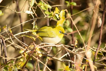 Warbling White-eye Akigase Park Mon, 1/25/2021