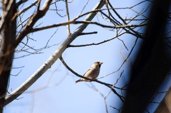 Hawfinch Akigase Park Mon, 1/25/2021