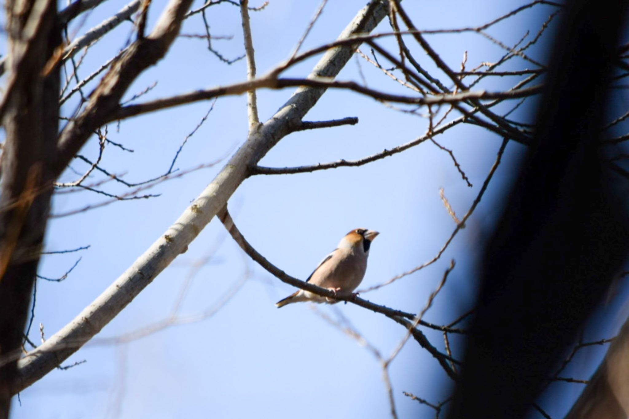 Photo of Hawfinch at Akigase Park by naturedrop