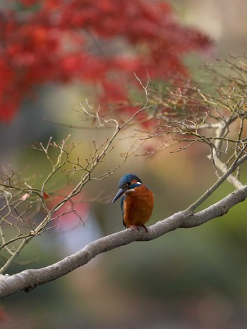 カワセミ 薬師池公園 2018年12月8日(土)