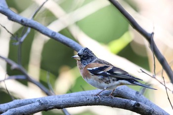 Brambling