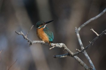 Common Kingfisher 苫小牧 Sun, 1/24/2021