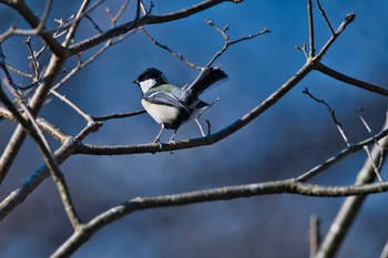 Japanese Tit 苫小牧 Sun, 1/24/2021