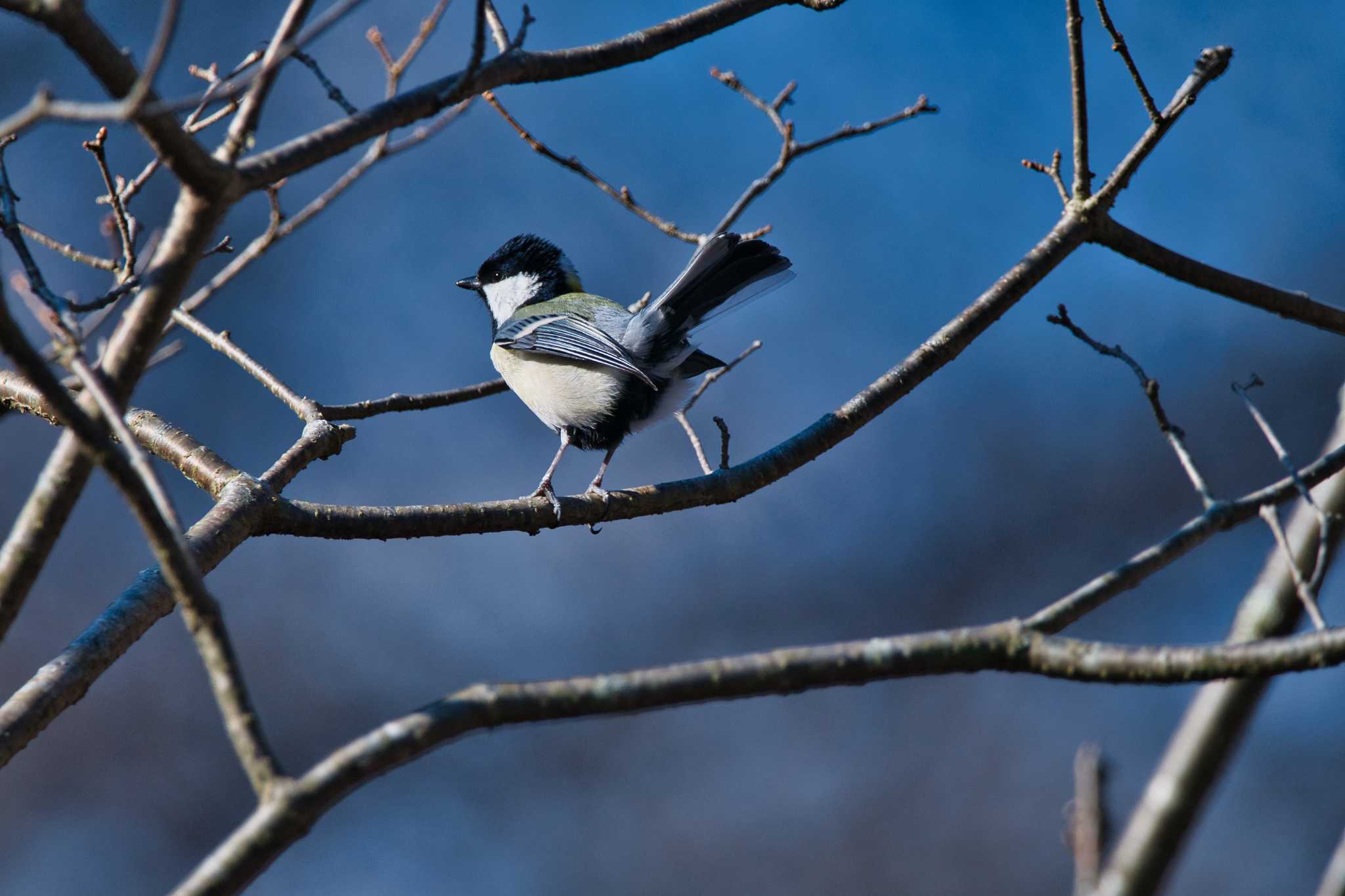 Photo of Japanese Tit at 苫小牧 by さいとお