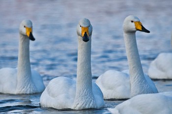 Sun, 1/24/2021 Birding report at 千歳川