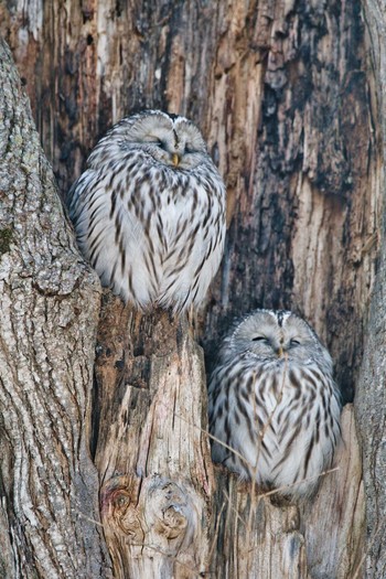 Sun, 1/24/2021 Birding report at 苫小牧