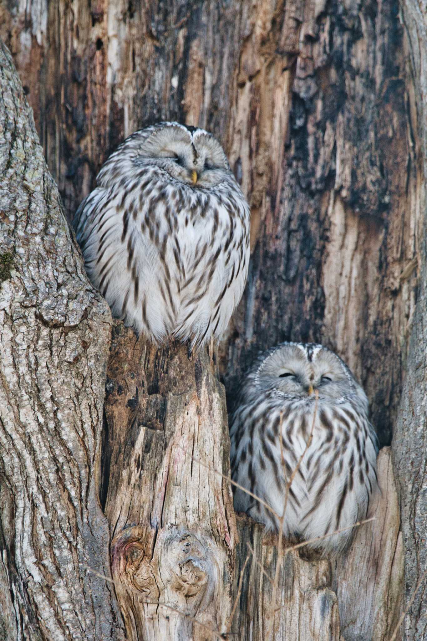 Ural Owl(japonica)