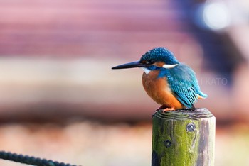 カワセミ 薬師池公園 2021年1月25日(月)