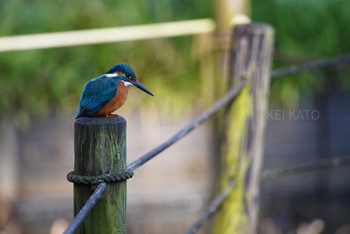 カワセミ 薬師池公園 2021年1月25日(月)