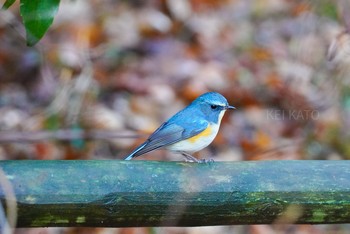 ルリビタキ 薬師池公園 2021年1月25日(月)