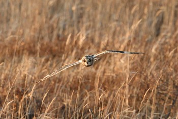 Short-eared Owl 北海道 Sun, 1/24/2021