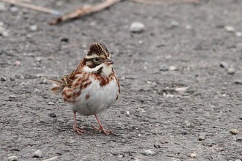 Rustic Bunting 福島県 Sun, 1/24/2021