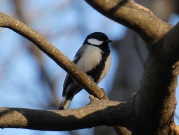 シジュウカラ 久良岐公園 2020年12月30日(水)