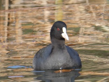 Eurasian Coot 久良岐公園 Wed, 12/30/2020