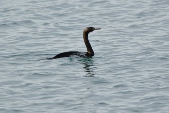 Sun, 1/3/2021 Birding report at 千葉県